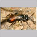 Astata boops - Wanzengrabwespe w02b 12mm.jpg